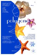 polygones