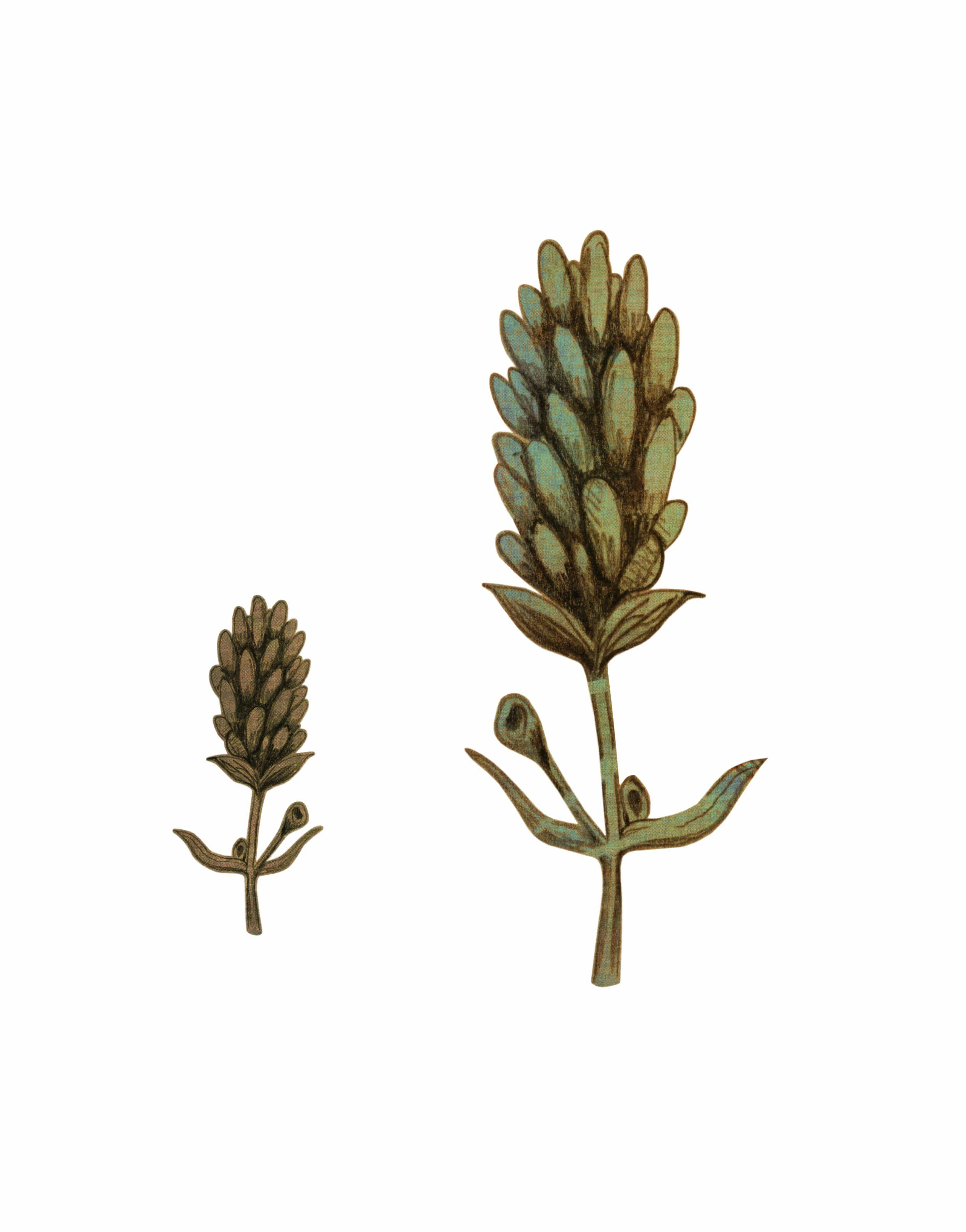 arbres bis